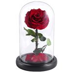 Free Preserved Real Rose in Glass Dome as Gift Box